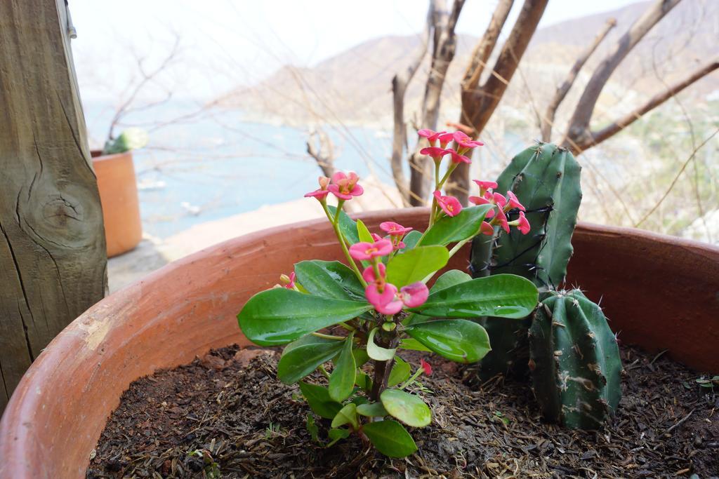 Hotel Cactus Taganga Eksteriør bilde